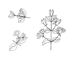 Set of elements of honeysuckle branches with flowers, black outline drawing with white fill. Vector illustration template for different design.