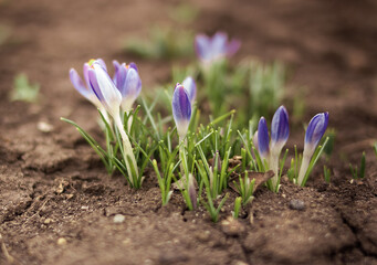 Spring flowers growing in the ground. Spring. Primroses. 