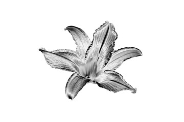 One silver lily flower white background isolated closeup top view, beautiful black and white single...