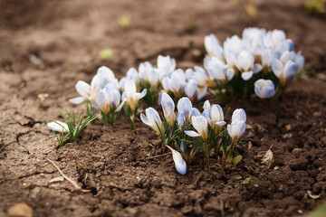 Spring flowers growing in the ground. Spring. Primroses. 