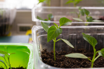 A seedling of peppers. Small sprouts in pots.