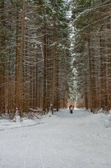 Winter forest and people walking in it