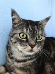 Grey cat with green eyes is looking for someone, the cat looks to the side, big green cat eyes, grey cat on blue backgrond