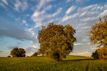 Fototapeta premium Baumwiese im Vorland der schwäbischen Alb