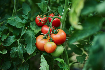 Red and green tomatoes on the bushes