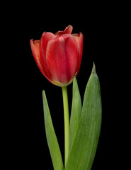 red tulip flower on black background