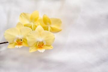 The branch of yellow orchids on white fabric background
