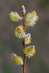 Willow branches with fluffy cats with a blurred background. Soft and gentle spring background with copy space. Easter or Spring background with flowering willow branches against blue sky in sunlight.