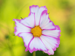 pink and white cosmos flower closeup