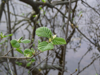 leaves in the morning over the lake