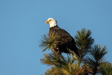 Eagle on tree top.