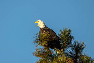Eagle calling out to others.