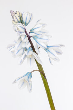 Closeup image of a pushkinia libanotica against a white background
