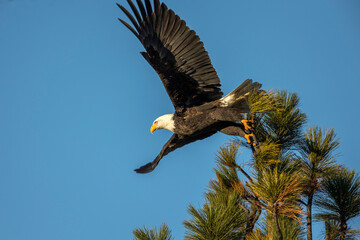 Eagle launching from tree top.