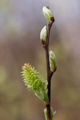 Willow branches with fluffy cats with a blurred background. Soft and gentle spring background with copy space. Easter or Spring background with flowering willow branches against blue sky in sunlight.