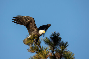 Eagle settling in after landing.