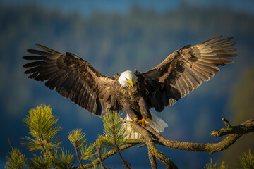 Eagle with open wings landing on branch. - obrazy, fototapety, plakaty