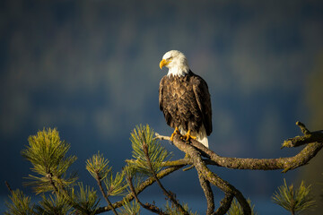 Majestic eagle on large branch.