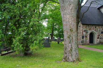 Fototapeta na wymiar trees in the old graveyard