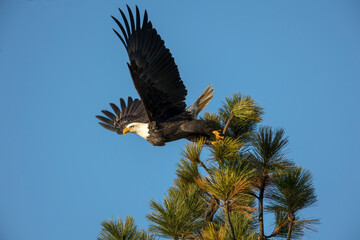 Eagle taking flight from tree.
