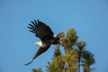 Eagle soaring off tree top.