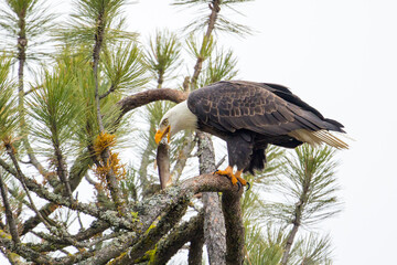 Eagle holds a fish in its beak.