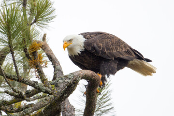 An alert bald eagle in a tree.