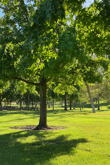 Fototapeta na wymiar Green tree in a park