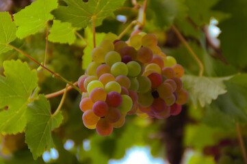 bunch of grapes in the vineyards