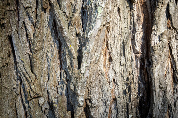 Fototapeta premium écorce d'un arbre vue de près