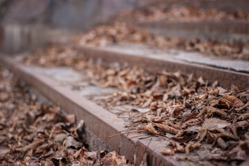 Naklejka premium leaves on the steps