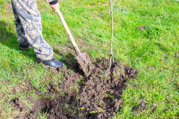 Planting seedlings of fruit trees. A man buries a young fruit tree in the garden with a shovel in the spring