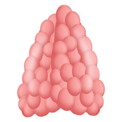 
Trendy design of thymus gland icon

