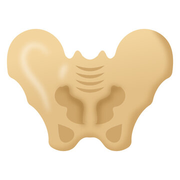 
A flat vector style of pelvic bone icon

