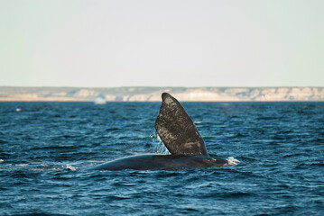 Naklejka premium Sohutern right whale tail pectoral fin, endangered species, Patagonia,Argentina
