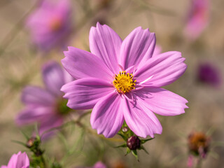 Fototapeta premium pink cosmos flower close up