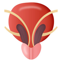 
Hollow organ of human body, urethra icon

