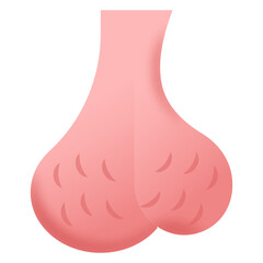 
An icon design of testicles in flat style 

