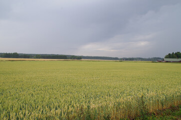 Obraz premium field of wheat and sky