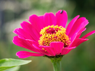 bright pink zinnia flower closeup