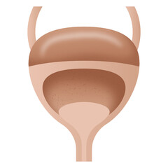 
Female reproductive organ icon in trendy design

