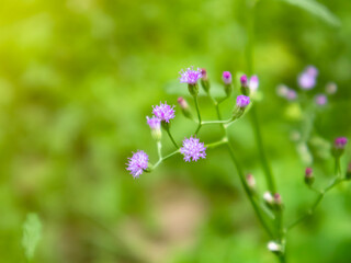flowers in a field Cyanthillium cinereum (also known as little ironweed and poovamkurunnila in Malayalam) is a species of perennial plants in the sunflower family.
