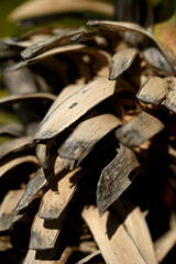 feuilles fanées de yucca