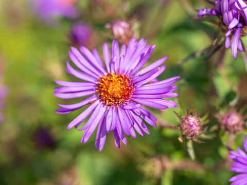 macro of purple New England aster flower