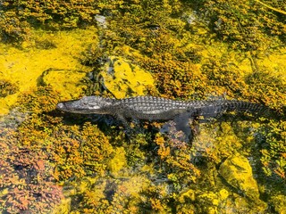 Alligator floating in water of swamp.
