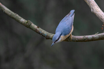 Obraz premium Kleiber