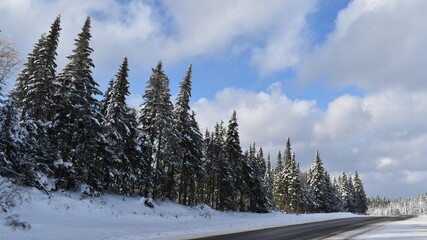 Snowy spruce trees under a cloudy sky, Québec
