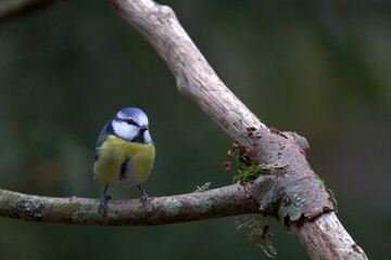 Fototapeta premium Blaumeise an Meisenknödel