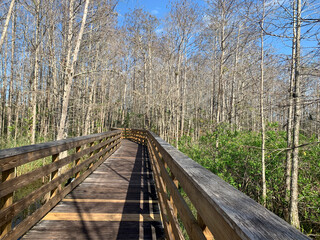 Path at Florida swamp park.