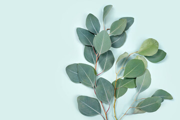 Natural eucalyptus leaves on mint pastel green background. Flat lay floral composition, top view,...